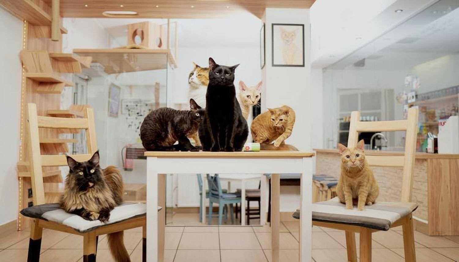 Высокомерие и презрение: как личные бренды котиков помогают продвигать котокафе