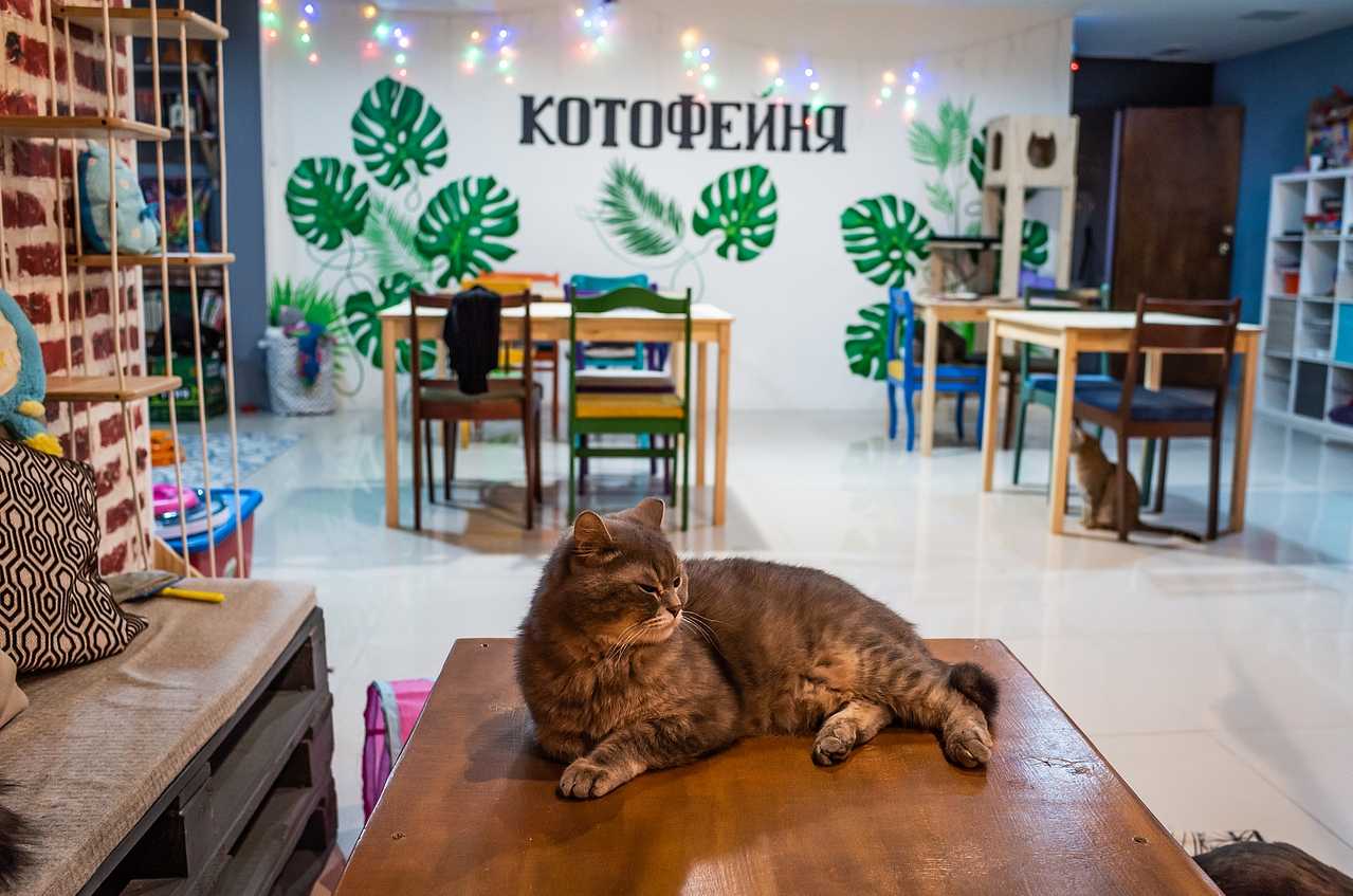 «благотворительность не обязательно связана с болью»: как работает новое котокафе на таганке — sota
