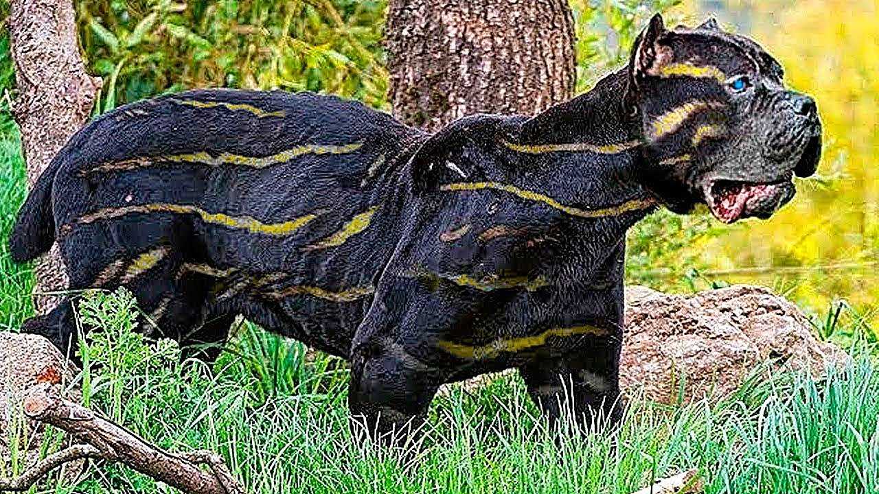 Самые дорогие породы кошек в мире топ 10 — pet-mir.ru