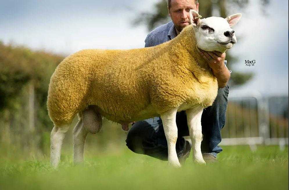 Самая дорогая кошка в мире