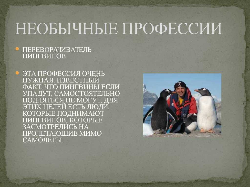 За это что, платят? топ самых необычных профессий - дичь