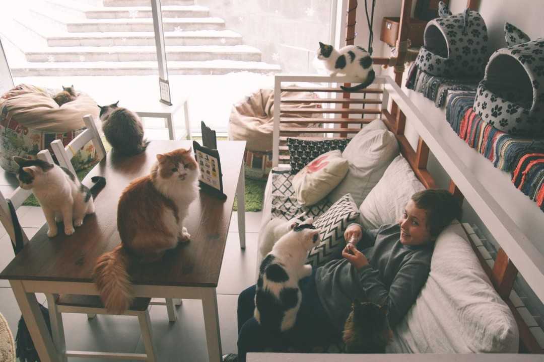 Купить франшизу котокафе Котики и Люди франчайзинг предложение стоимость инвестиции условия бизнес отзывы о франшизе котокафе Котики и Люди